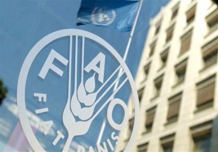 فائو هشدار داد: جهان با افزایش قیمت مواد غذایی مواجه است فائو هشدار داد: جهان با افزایش قیمت مواد غذایی مواجه است