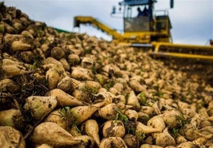 آذربایجان ‌غربی رکورددار تولید چغندرقند