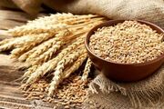 خرید تضمینی بیش از ۳۱ هزار تن گندم در لرستان