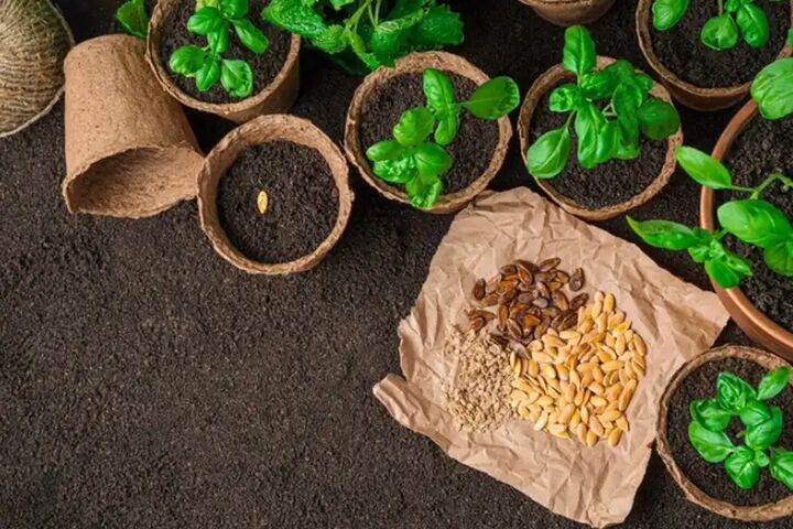 ۹۸ درصد بذر مورد نیاز کشور در داخل تولید می شود