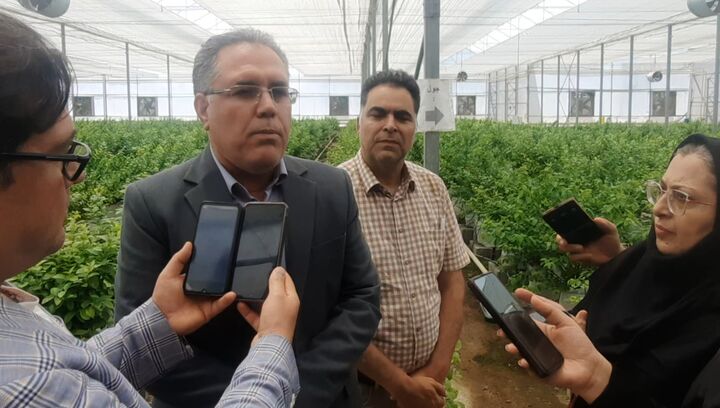 ۳ میلیون نشاء اصلاح شده برای کشت در بیش از ۶۰ هزار هکتار زمین تولید می کنیم