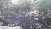 آتش‌سوزی در منطقه حفاظت‌شده دیزمار مهار شد