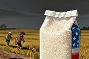 واردات رسمی مواد غذایی از آمریکا نداریم| برنج آمریکایی از مسیر تجارت مرزی و عراق وارد شد