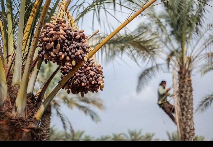 ۲۳۰ هزار تن خرما و رطب بوشهر در مسیر بازارهای داخلی و صادراتی ۲۳۰ هزار تن خرما و رطب بوشهر در مسیر بازارهای داخلی و صادراتی