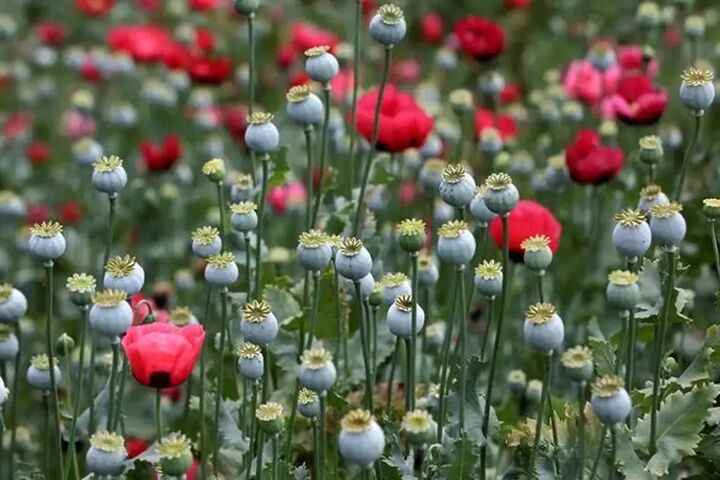 بحثی درباره کشت خشخاش در ستاد مبارزه با مواد مخدر وجود ندارد