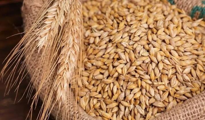 تولید داخل جایگزین ۴۰ درصد جو وارداتی شد