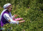 آغاز شبکه‌سازی برای اتصال زنان کشاورز به بازارهای فروش سراسر کشور