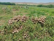 تعاونی زنجیره سیر و موسیر همدان به بهره‌برداری رسید