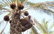 پنج محصول باغی از جمله خرما از پرداخت عوارض صادراتی معاف شدند