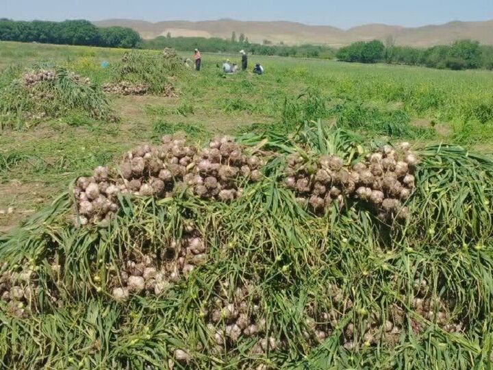 تعاونی زنجیره سیر و موسیر همدان به بهره‌برداری رسید