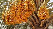 صادرات ۲۵۰ تن خرمای رویدر هرمزگان به بازارهای افغانستان، ترکیه و عمان