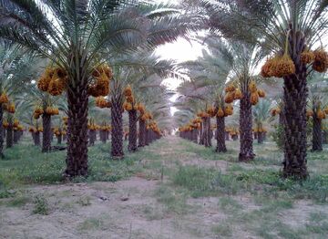 تولید ۷۴ رقم خرما در شهرستان سراوان