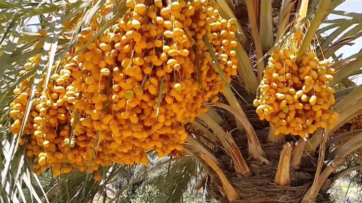 صادرات ۲۵۰ تن خرمای رویدر هرمزگان به بازارهای افغانستان، ترکیه و عمان