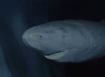 کوسه گرینلند؛ پیرترین موجود زنده دنیا