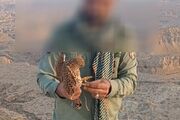 تخریب۲۰ کوخه شکار و کشف ۵۴ قطعه پرنده وحشی در غرب هرمزگان