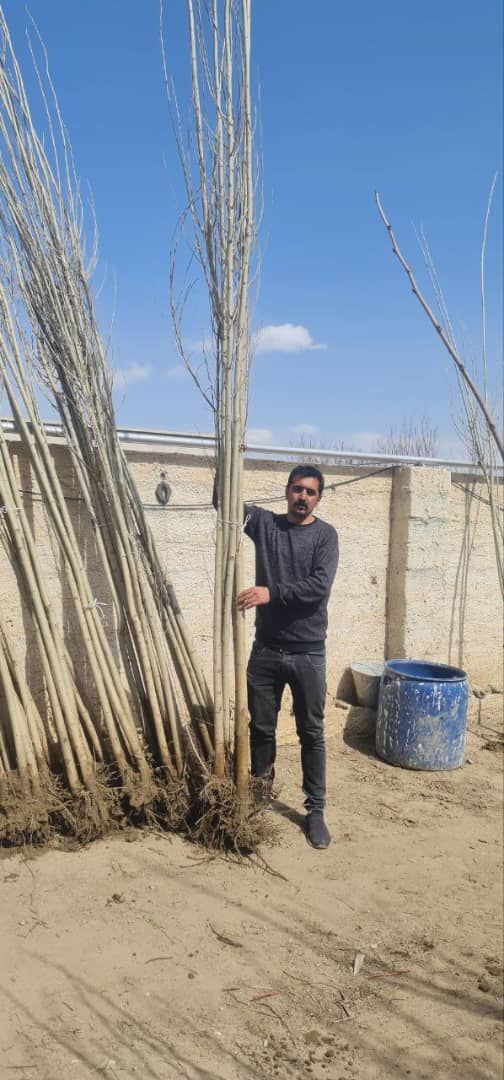 نهال صنوبر را از کجا بخریم