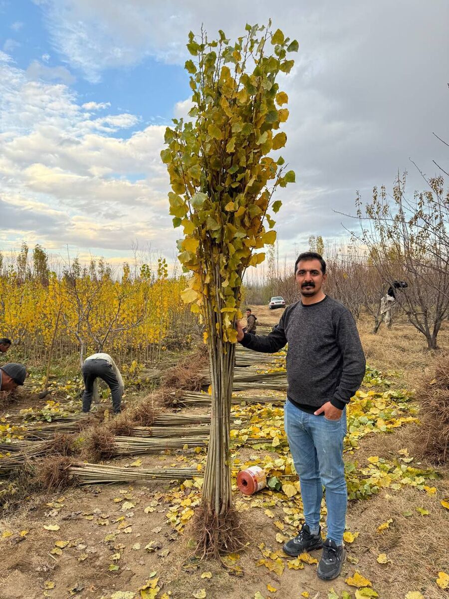 نهال صنوبر را از کجا بخریم